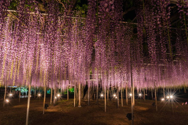 istock Purple Wisteria trellis light up 1151028182