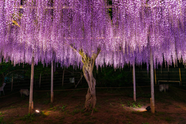 istock Purple Wisteria trellis light up 1151028194
