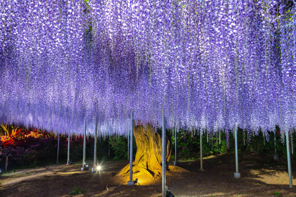 istock Purple Wisteria trellis light up 1151028198