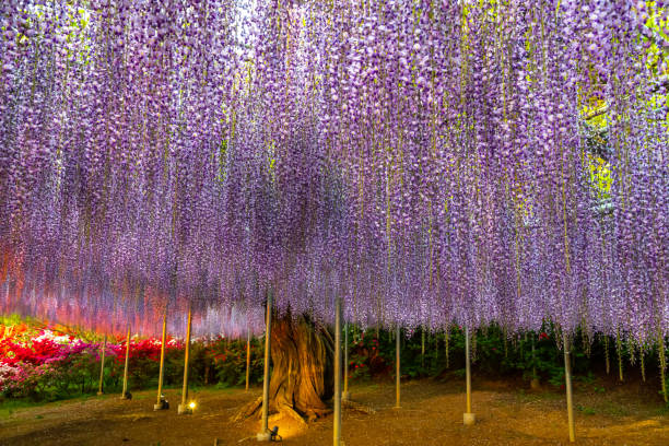 istock Purple Wisteria trellis light up 1151028211
