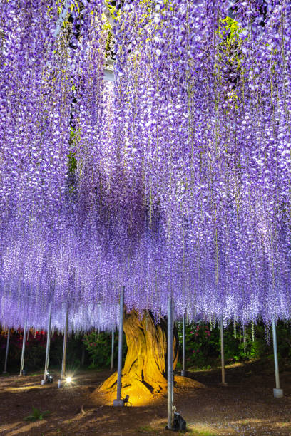 istock Purple Wisteria trellis light up 1151028212