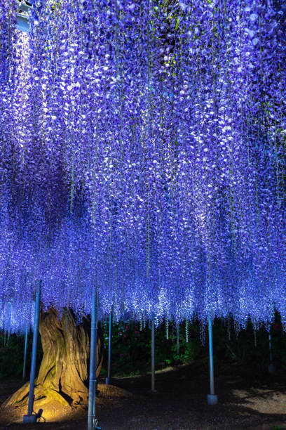 istock Purple Wisteria trellis light up 1151028217