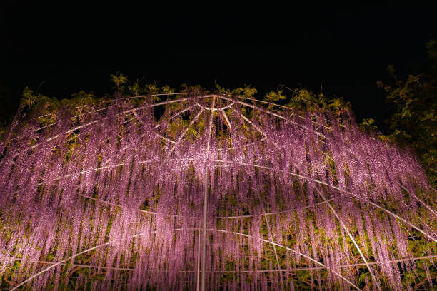 istock Purple Wisteria trellis light up 1151028225