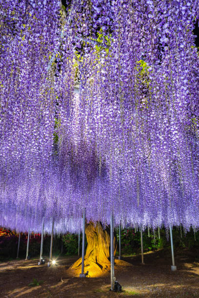 istock Purple Wisteria trellis light up 1151028229