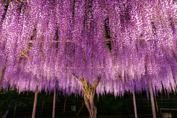 istock Purple Wisteria trellis light up 1151028235
