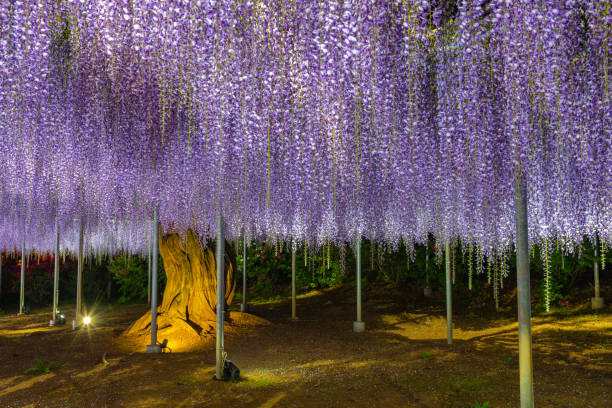 istock Purple Wisteria trellis light up 1151028260