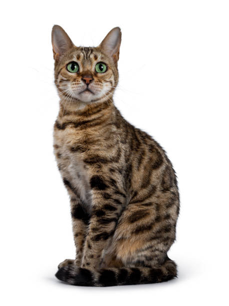 istock Sweet Bengal cat on white 1151028341