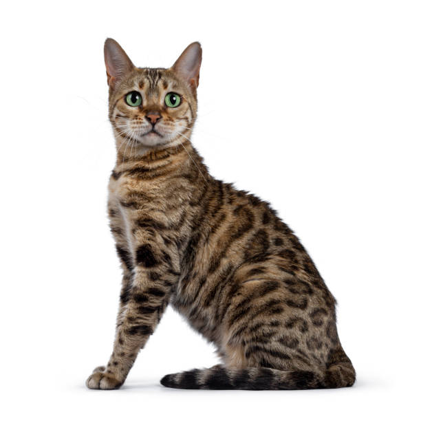 istock Sweet Bengal cat on white 1151028365