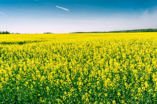 istock Yellow oil rape seeds in bloom 1151029291