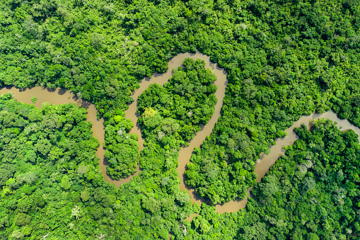 Aerial view of an meandering jungle river in the rainforest of the Congo Basin. Odzala National Park, Republic of Congo.