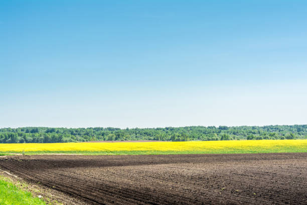 istock Aerial view over the agricultural fields spring time, blooming rapeseed field. 1151029534
