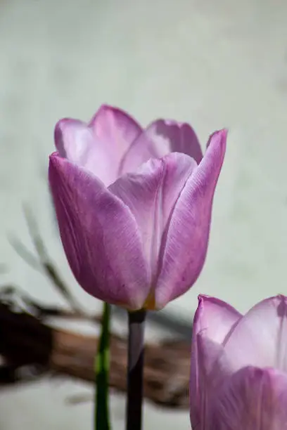 closeup iew of a blooming tulip