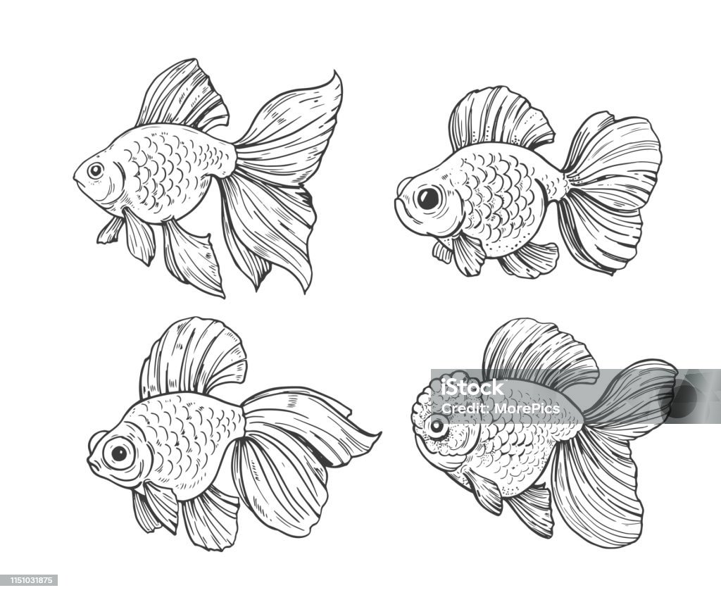 Sketch Of Gold Fish Outline With Transparent Background Hand Drawn ...