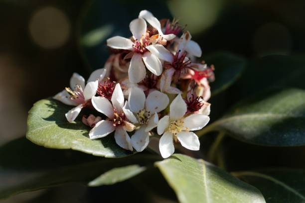 Flowers of an Indian hawthorn, Rhaphiolepis indica Flowers of an Indian hawthorn, Rhaphiolepis indica, bush. indian hawthorn stock pictures, royalty-free photos & images