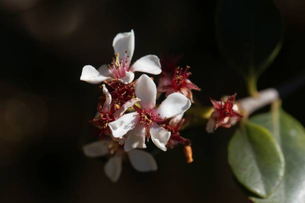 Flowers of an Indian hawthorn, Rhaphiolepis indica Flowers of an Indian hawthorn, Rhaphiolepis indica, bush. indian hawthorn stock pictures, royalty-free photos & images