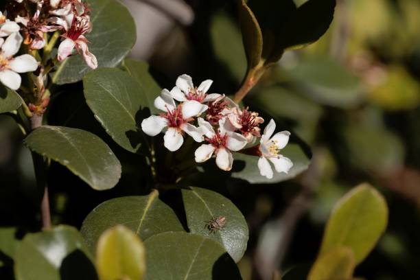 Flowers of an Indian hawthorn, Rhaphiolepis indica Flowers of an Indian hawthorn, Rhaphiolepis indica, bush. indian hawthorn stock pictures, royalty-free photos & images