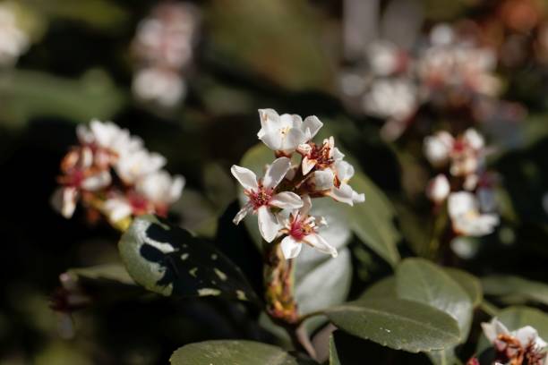 Flowers of an Indian hawthorn, Rhaphiolepis indica Flowers of an Indian hawthorn, Rhaphiolepis indica, bush. indian hawthorn stock pictures, royalty-free photos & images