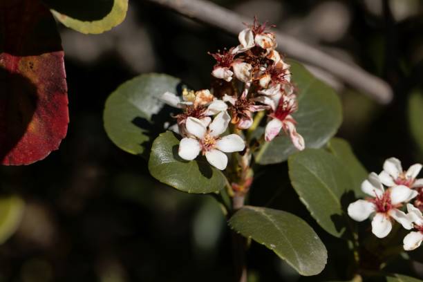 Flowers of an Indian hawthorn, Rhaphiolepis indica Flowers of an Indian hawthorn, Rhaphiolepis indica, bush. indian hawthorn stock pictures, royalty-free photos & images