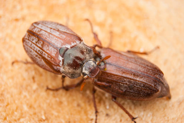 istock Cockchafer,  summer chafer. Macro 1151034509