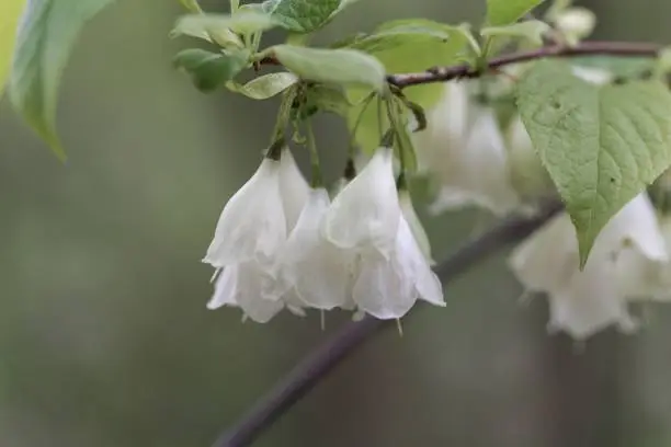 Flowers of a Carolina silverbell tree, Halesia carolina.