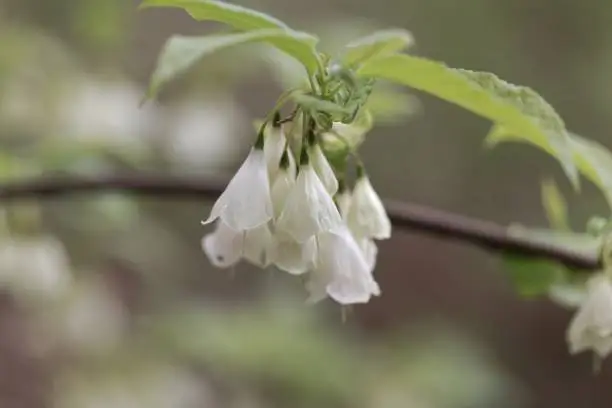 Flowers of a Carolina silverbell tree, Halesia carolina.