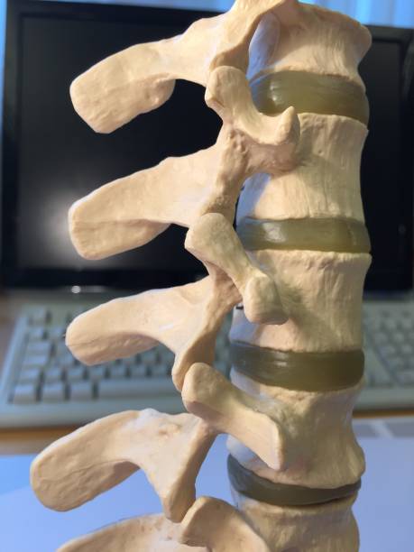 istock Anatomical model of spinal column showing vertebral discs 1151036031