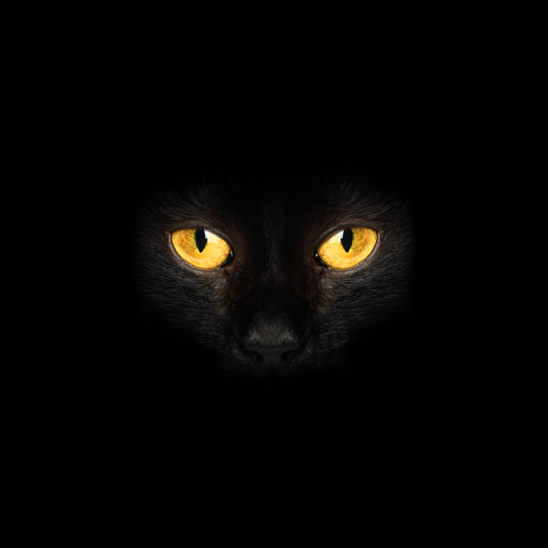 istock Black cat eyes in darkness background 1151036258