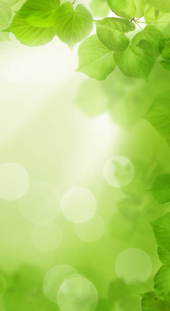 sfondo primavera verde con luce bokeh per sfondo cellulare - green tree monitor foto e immagini stock