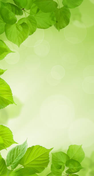 istock Green cell phone wallpaper. Fresh spring leaves on blurred background with bokeh light 1151036265