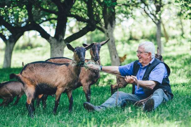 istock Senior farmer with goats 1151036577