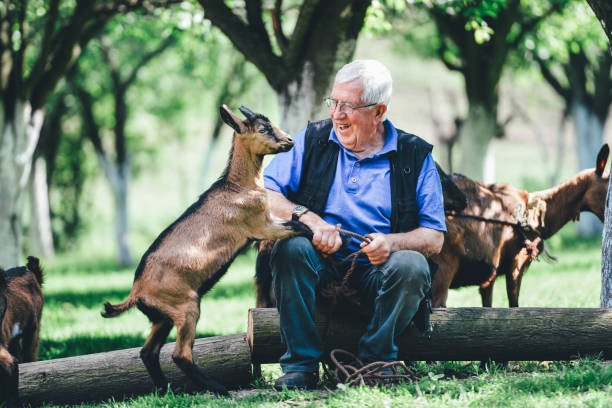 istock Senior farmer with goats 1151036580