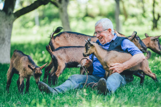 istock Senior farmer with goats 1151036585