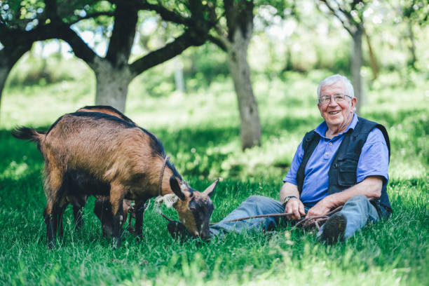 istock Senior farmer with goats 1151036594