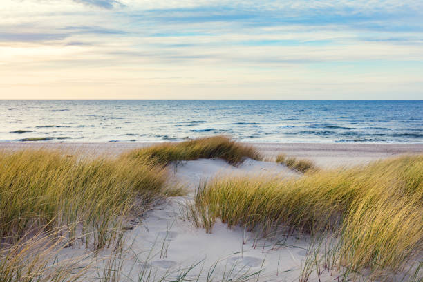 istock Grassy dunes and the Baltic sea 1151037854