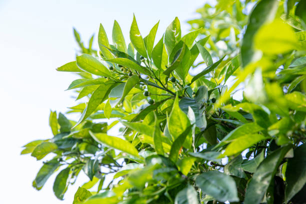 istock Orange tree and orange blossoms. Spring blossoming orange tree. Turkey, Adana. 1151037891