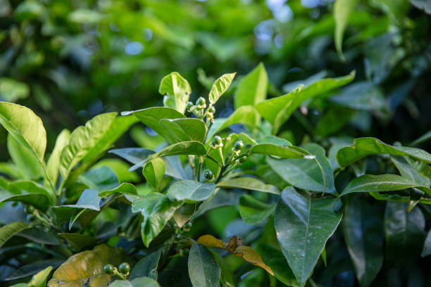 istock Orange tree and orange blossoms. Spring blossoming orange tree. Turkey, Adana. 1151038095