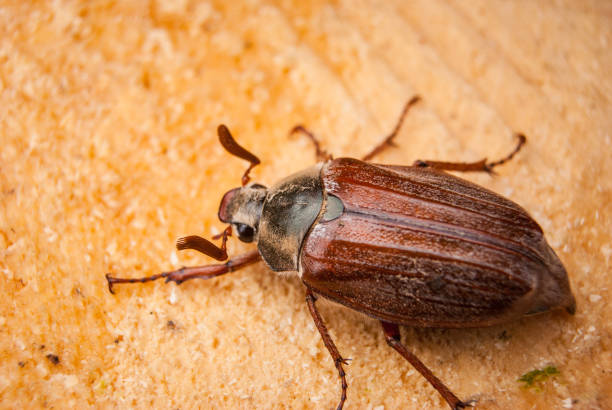 istock Cockchafer,  summer chafer. Macro 1151038278