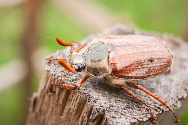istock Cockchafer,  summer chafer. Macro 1151038279