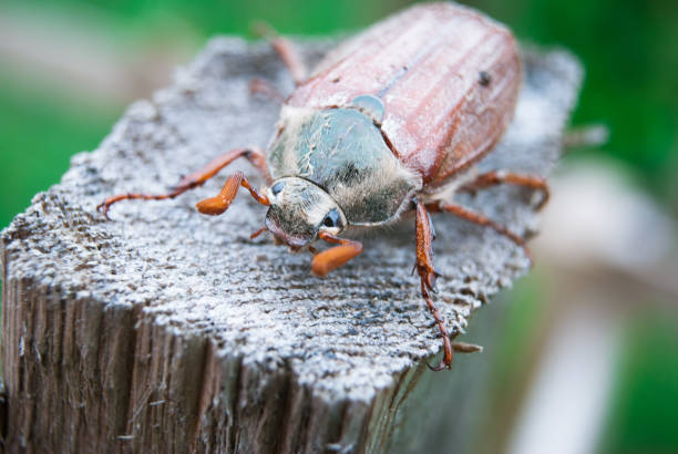 istock Cockchafer,  summer chafer. Macro 1151038283