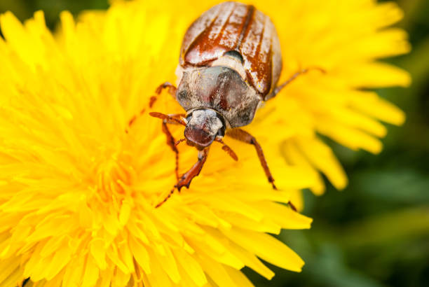 istock Cockchafer,  summer chafer. Macro 1151038316