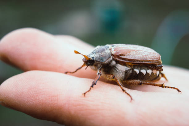 istock Cockchafer,  summer chafer. Macro 1151038338