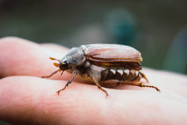 istock Cockchafer,  summer chafer. Macro 1151038339