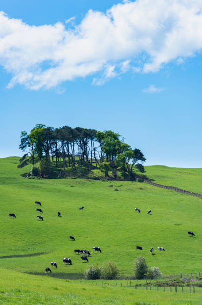 istock Dairy cattle grazing in a field 1151038601