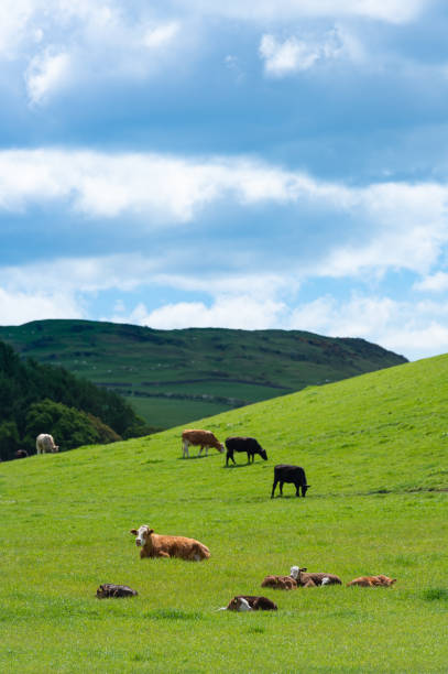 istock Beef cattle and calves in a field 1151039119