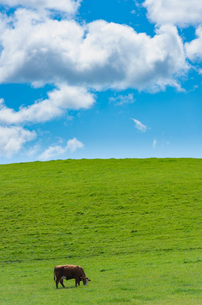 istock Beef cow in a field 1151039136