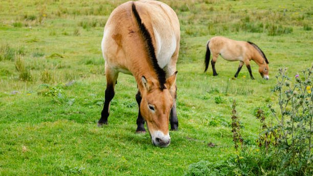 istock Two Asian Wild Ponies grazing in a pasture 1151039776