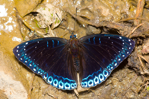 Himalayan Popinjay butterfly, Stibochiona nicea nicea, Satakha, Nagaland, India