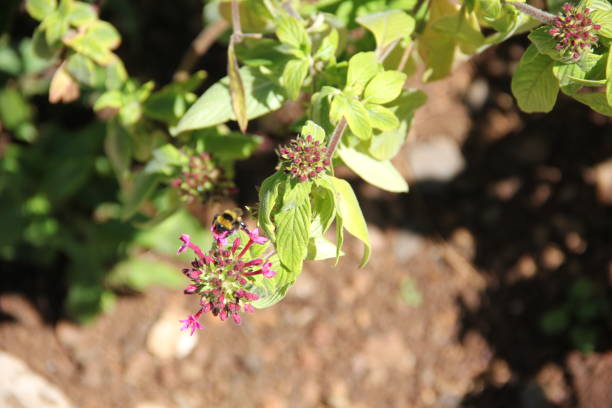 istock Botanical Garden Madeira 1151040005