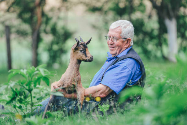 istock Senior farmer resting with goats 1151043410