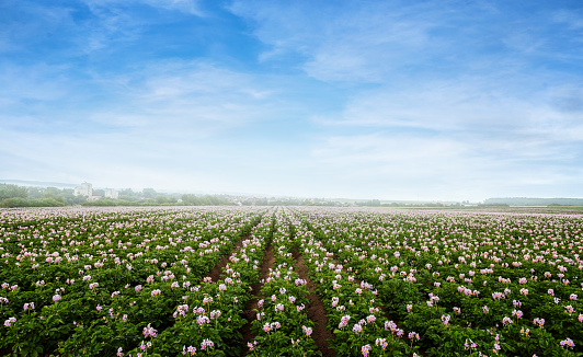 potato flowers blooming in the field